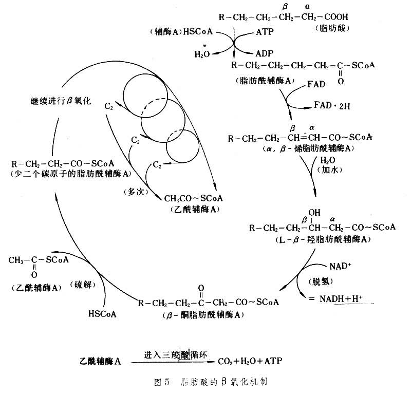  p>β氧化是指脂肪酸在一系列酶的作用下,在 a target="_blank" href=