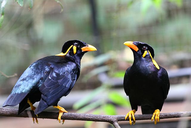 common hill myna