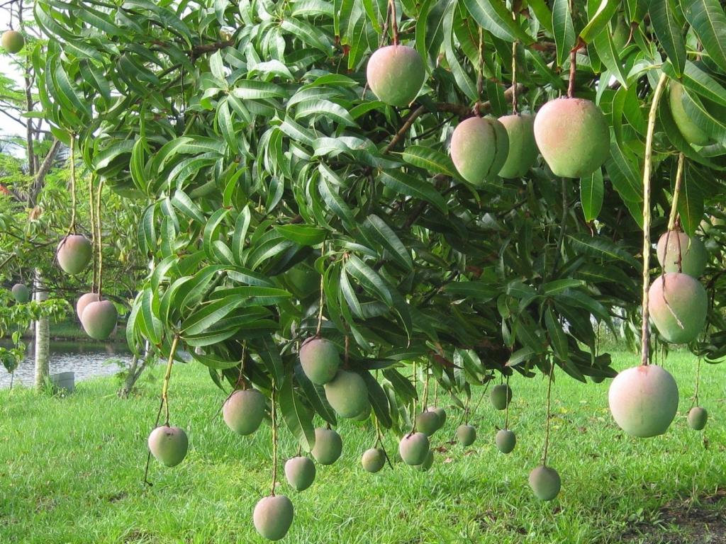  p>湘杂芒2号,是多年生,年生长期270天左右,每年11月开始枯黄. /p>