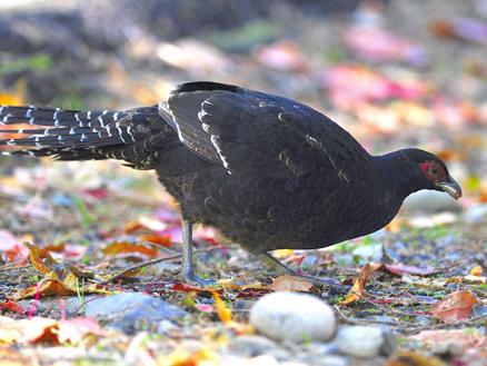  p>黑长尾雉(学名: i>syrmaticus mikado /i>)大型鸡类,体长53~88厘米