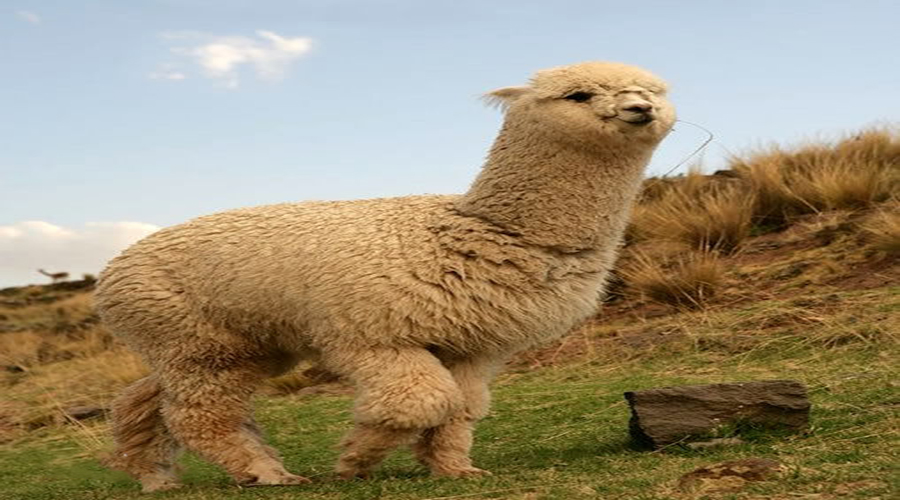  p data-id="gnbxd9zlgb">驼马,动物名,为 a