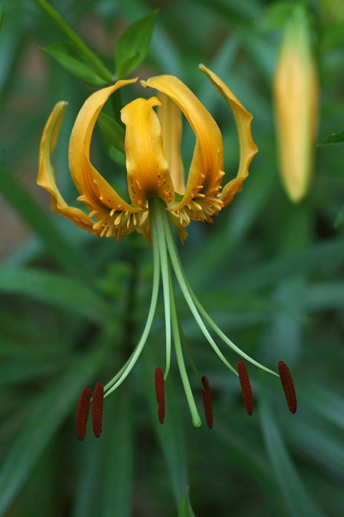  i>lilium rosthornii /i>  diels)是百合科百合属植物,鳞茎未见