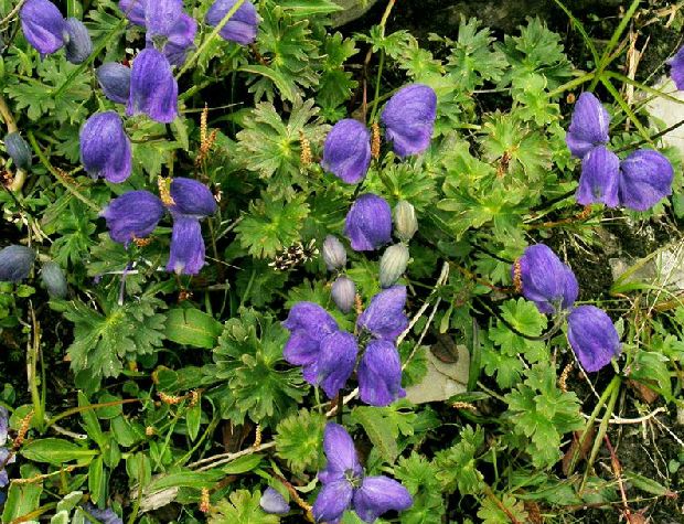 stapf)是毛茛科乌头属 a target="_blank" href="/item/植物