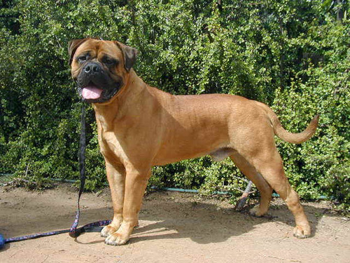  p> a href="#">马士提夫 /a>犬的 a href="#">英文 /a>名为:mastiff.