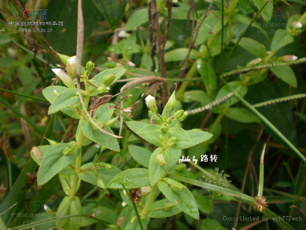  p>水八角属(学名:gratiola l), a target="_blank" href="/item/玄参