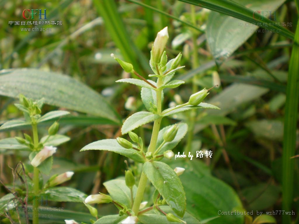  p>水八角属(学名:gratiola l), a target="_blank" href="/item/玄参