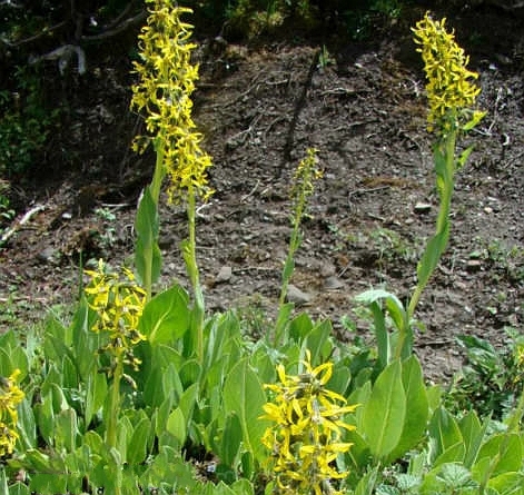  p>黄帚橐吾(学名: i>ligularia virgaurea /i> (maxim.) mattf.