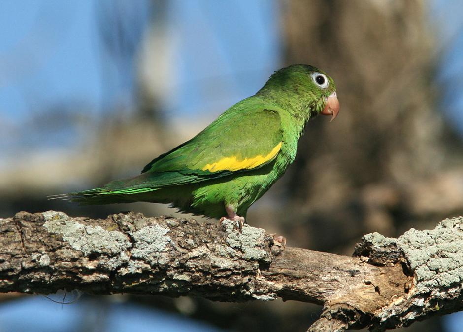 yellow-chevroned parakeet