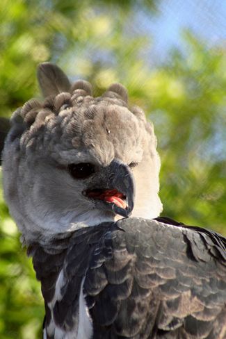  p>美洲角雕(学名: i>harpia harpyja /i>)是大型猛禽,体型大,喙和爪