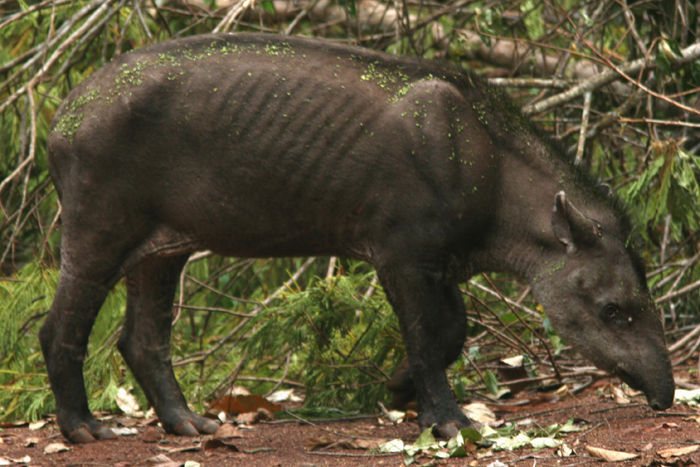  p>低地貘(学名: i>tapirus terrestris /i>):体长达1.7-2.