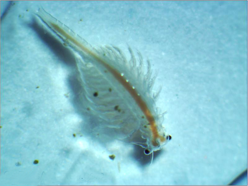  p>卤虫(brine shrimp)也称盐水 a>丰年虫 /a>.