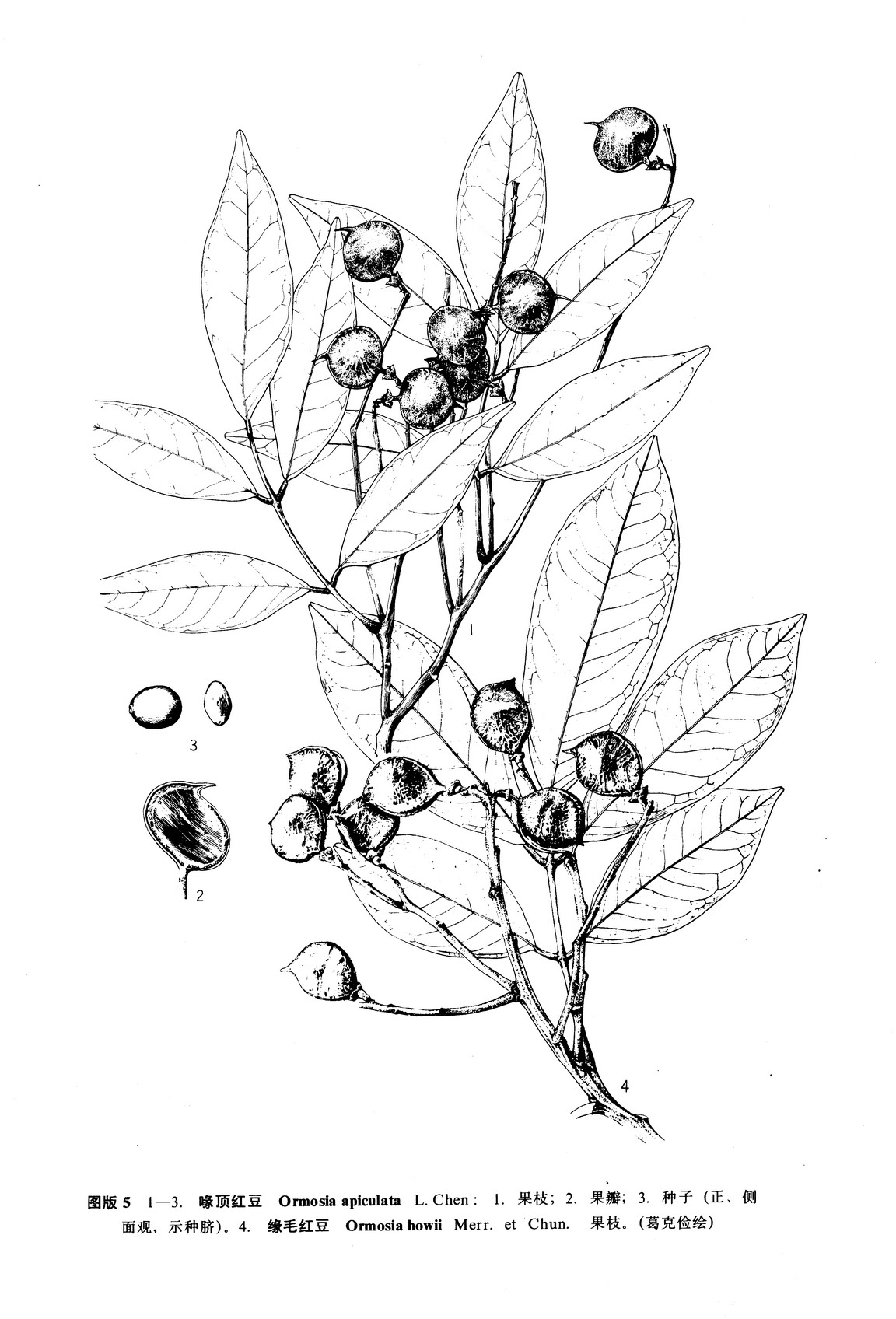  p>缘毛红豆(学名: i>ormosia howii /i> merr.