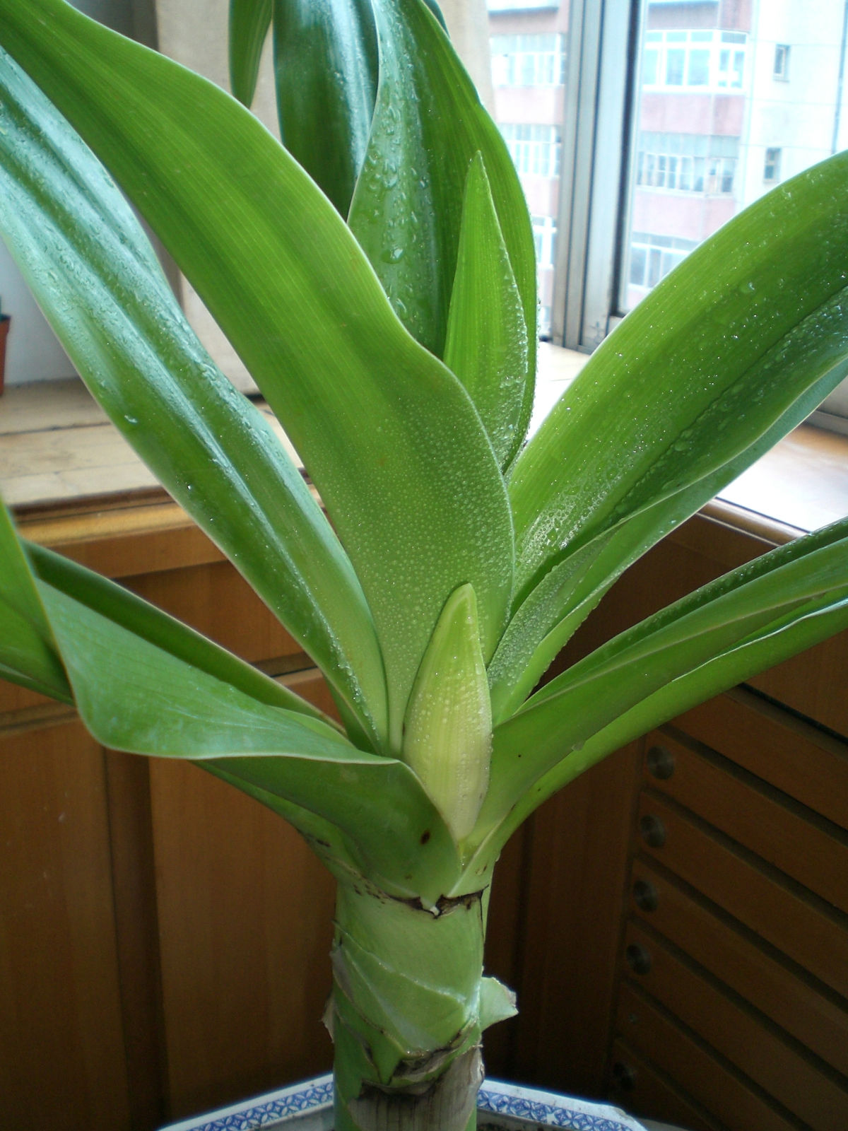  p data-id="tb840iexlmfj">香殊兰是石蒜科文殊兰属多年生球根花卉.