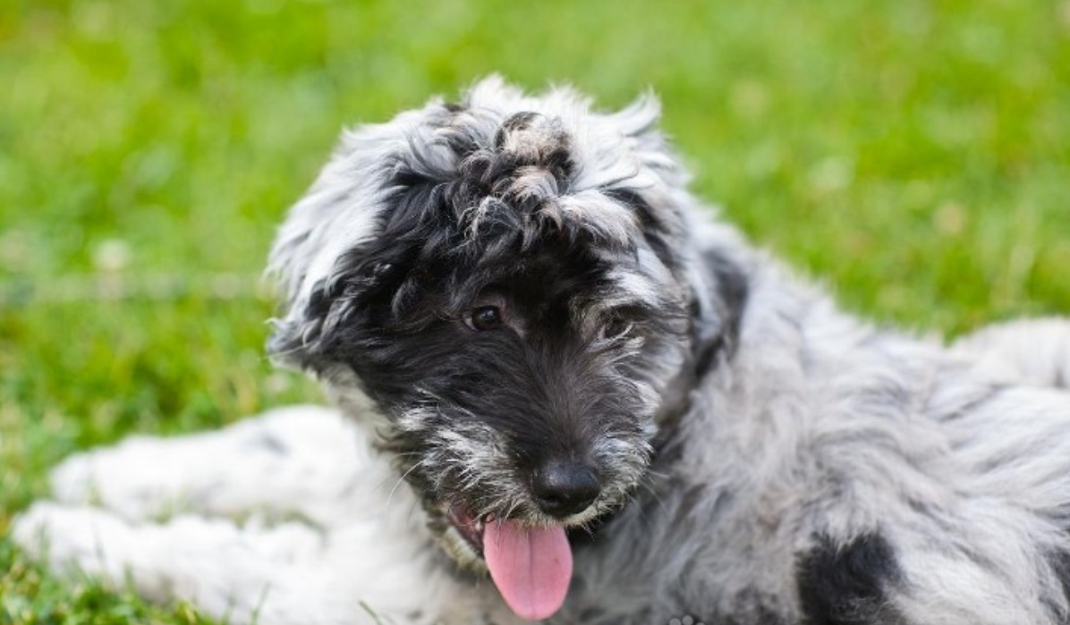 贝加马斯卡犬