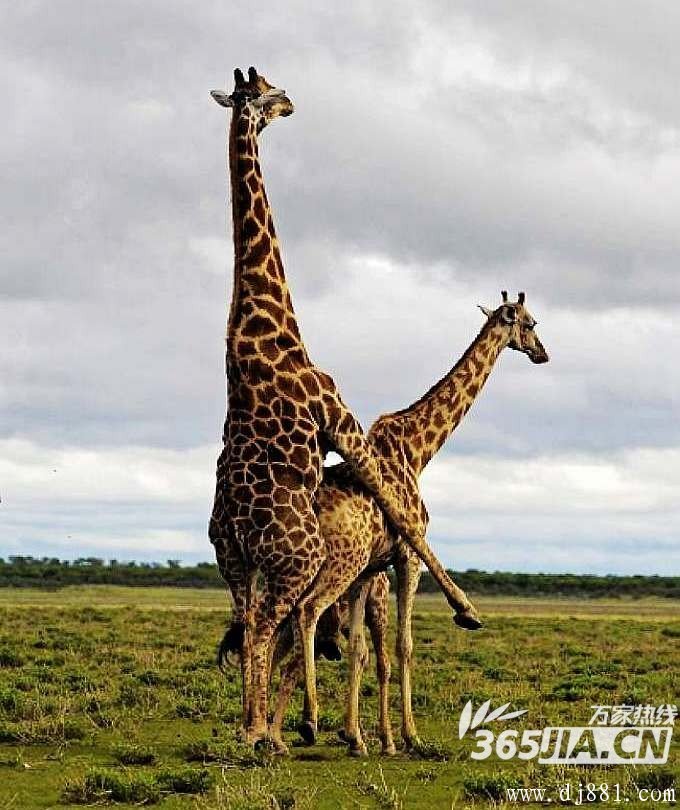  p data-id="gnwynx62zh">繁殖行为(reproductive behavior)是涉及
