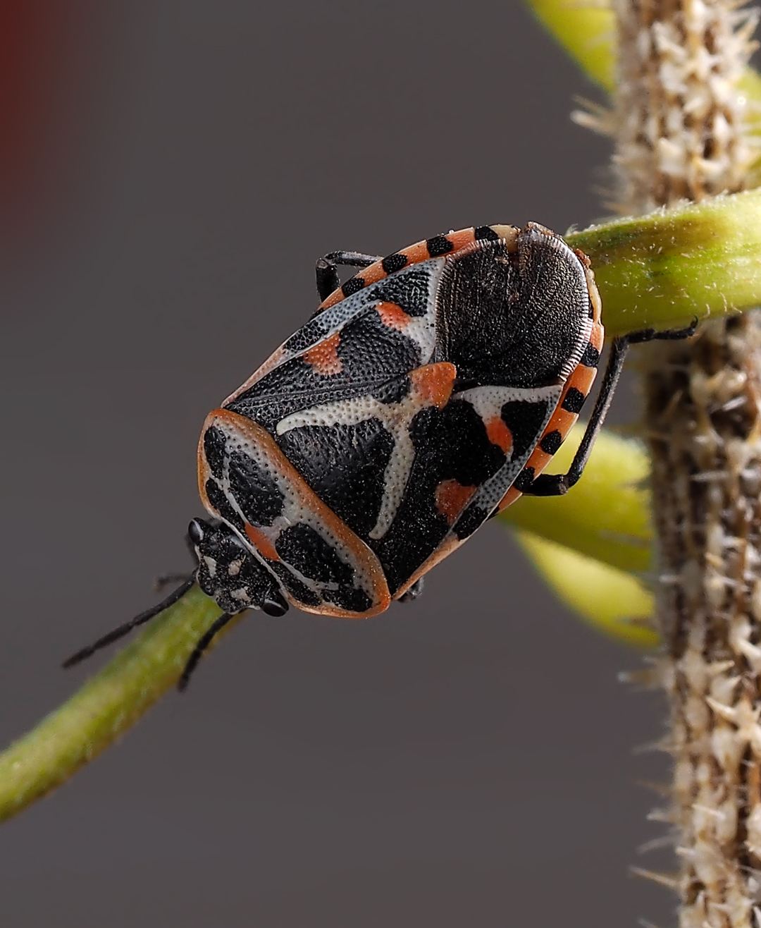 体色褐色;体背凹凸不平,但仍具光泽;小楯板中央具一对黄褐色的大瘤突