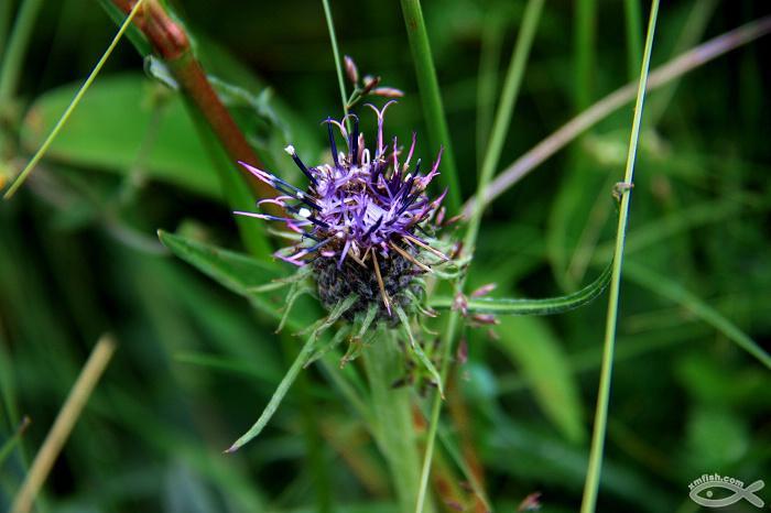 是瑞香科狼毒属多年生草本植物.