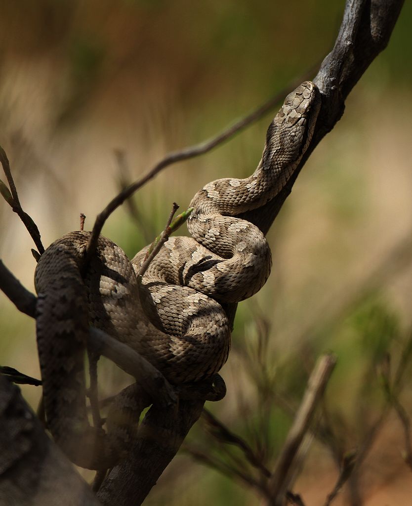 gloydius shedaoensis