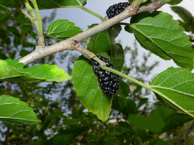 a target="_blank" href="/item/荨麻目">荨麻目 /a>,桑科,桑属落叶 a