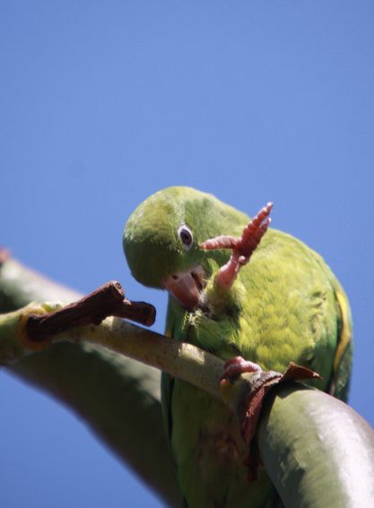 yellow-chevroned parakeet
