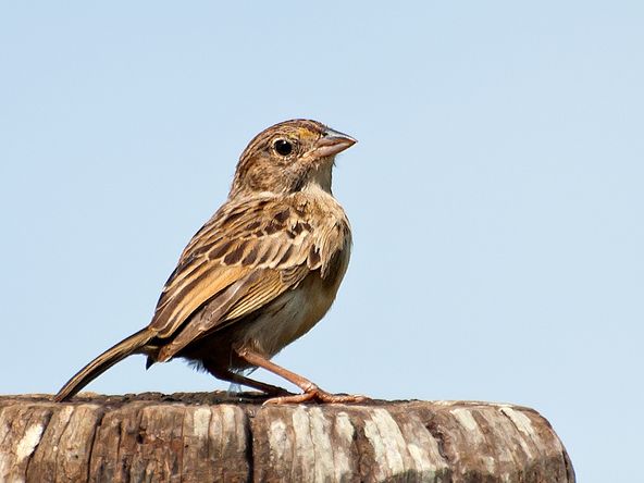 属小型 a href="#" data-lemmaid="2173587">鸣禽 /a>,这些鸟都比较小