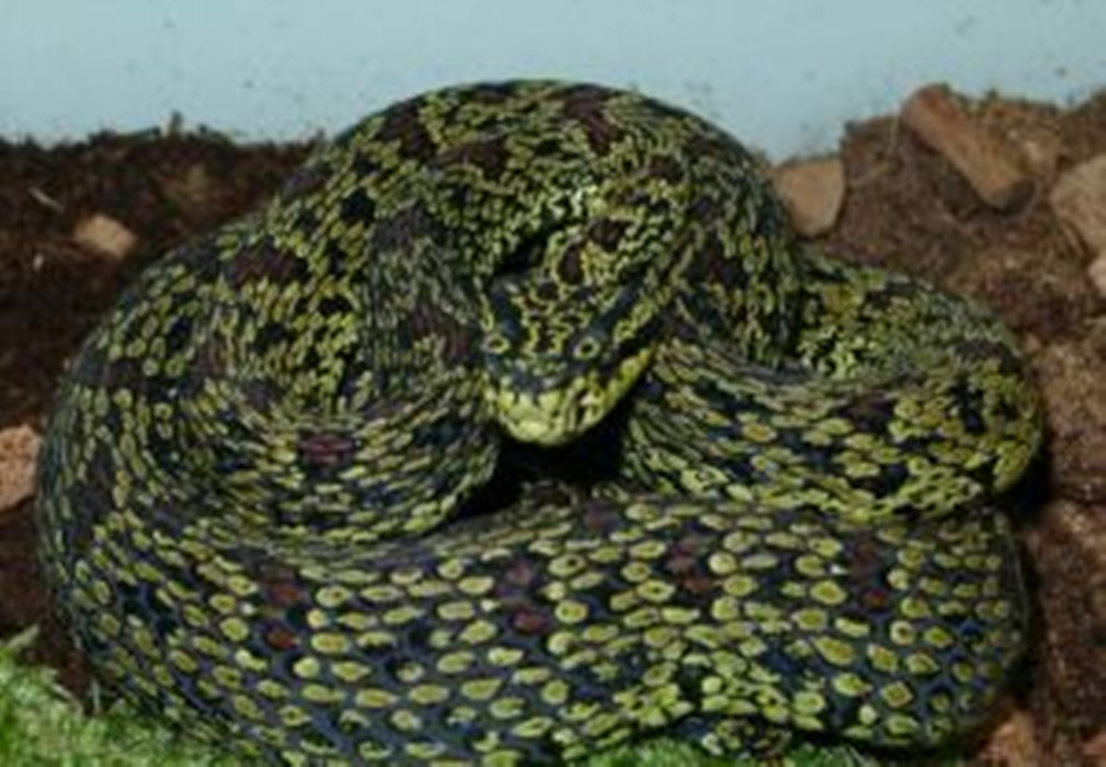  p>原矛头蝮(学名: i>protobothrops mucrosquamatus /i>),又名为龟壳