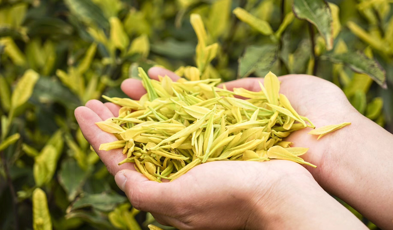  p data-id="gnwmcjlnhu">黄金芽的科名是 a