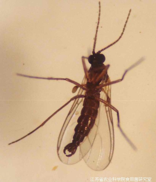 微凹瑞菌蚊
