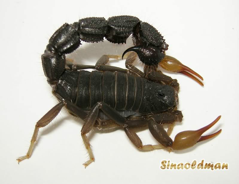 黑粗尾蝎