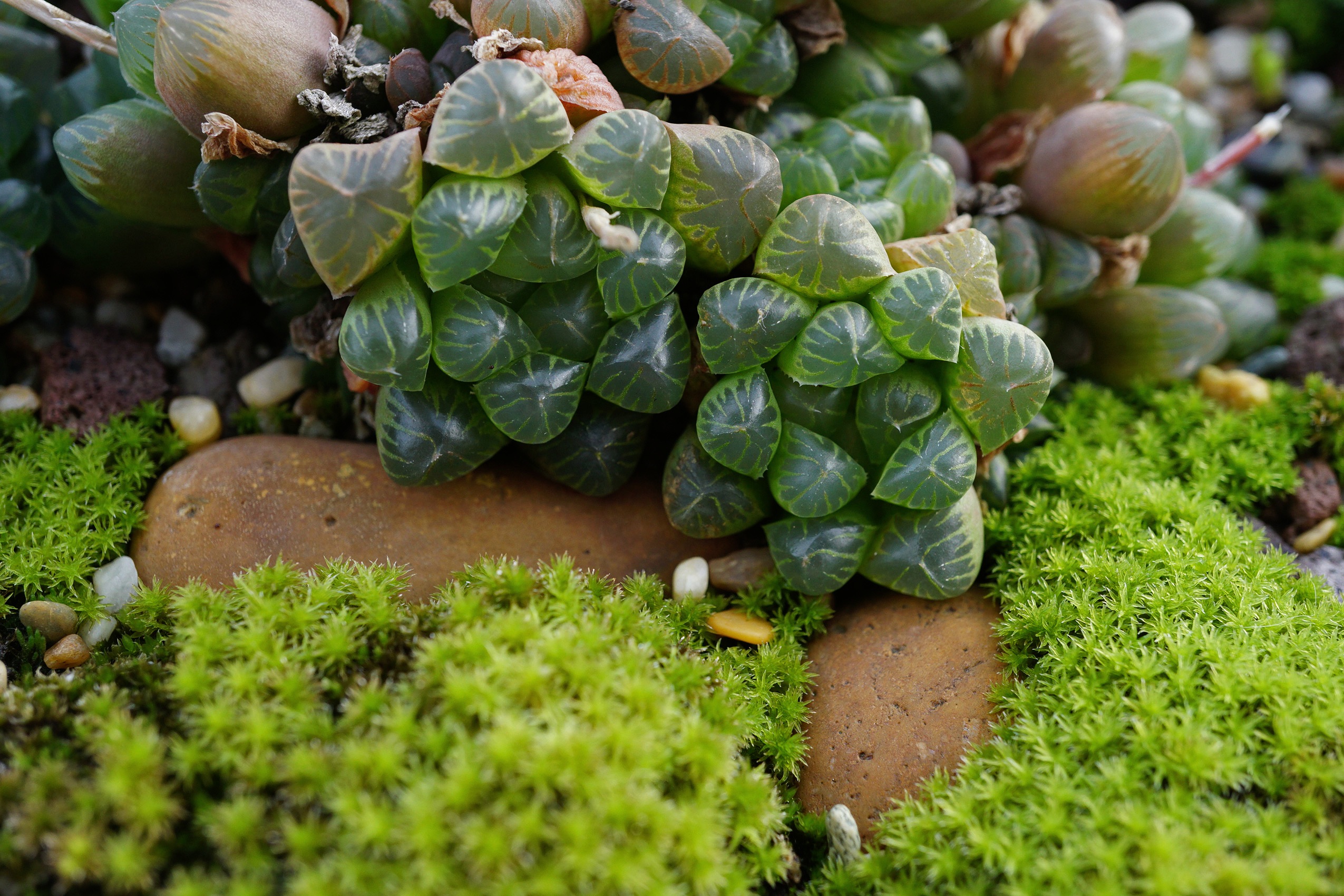  p>姬玉露(学名: i>haworthia cooperi  /i>var.  i>truncata /i> (h.