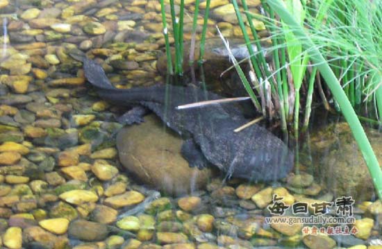 甘肃康县龙源大鲵养殖专业合作社