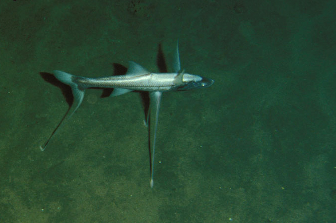 短头深海狗母鱼