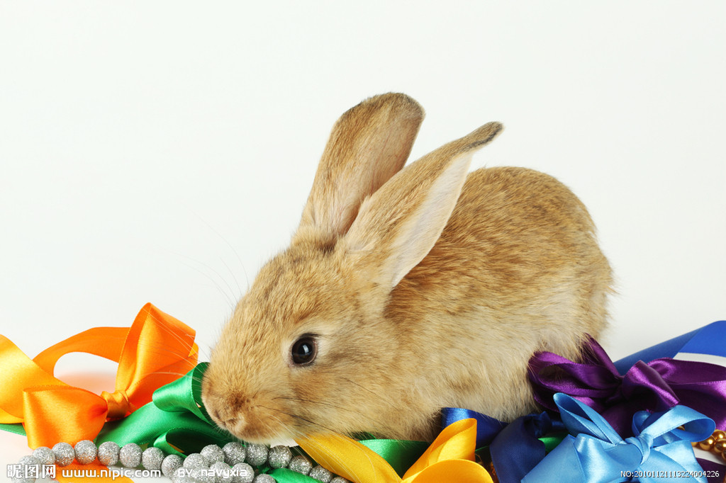  p>日本兔是一种脊索动物门,哺乳纲,兔形,目兔科,兔属类生物,分布于