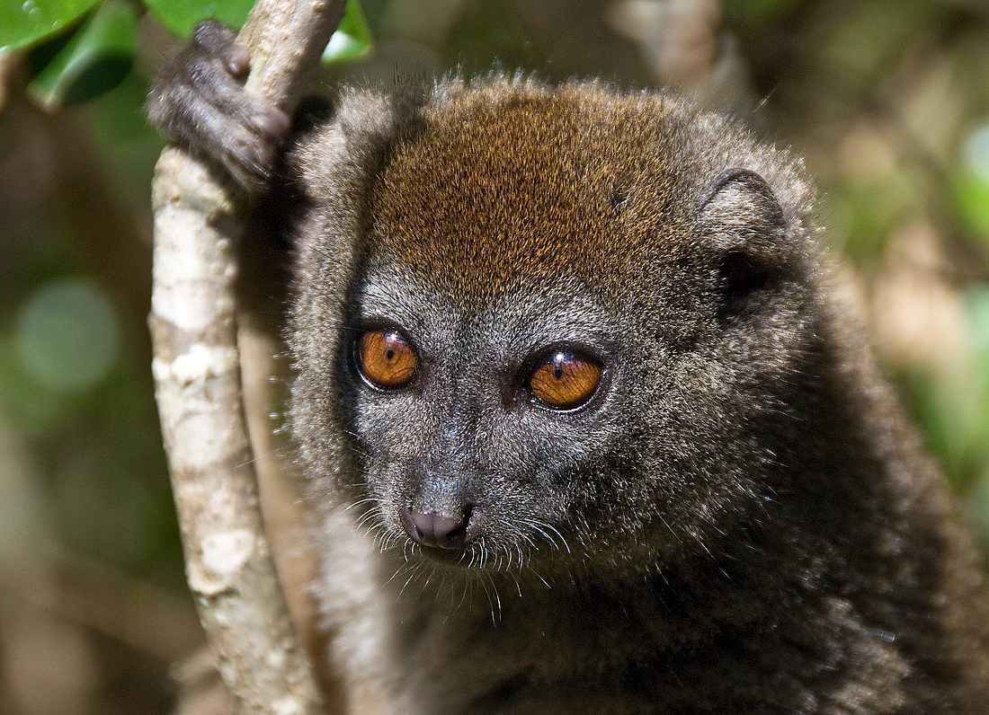 p>桑河驯狐猴(学名: i>hapalemur occidentalis /i>):总体长55-67