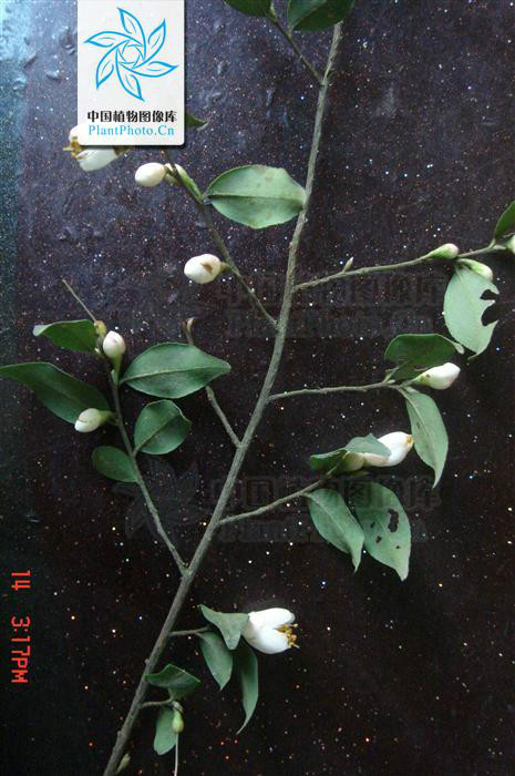  p>尖连蕊茶(学名:camellia cuspidata),别名 a href="#" data-lemma