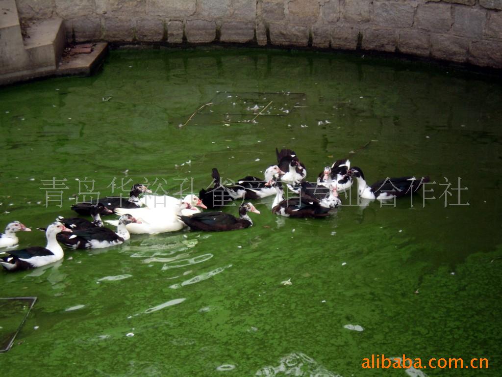  p>美洲雁,又称美洲香醇,原产于南美洲,学名香鹁,属珍禽类具有一定的