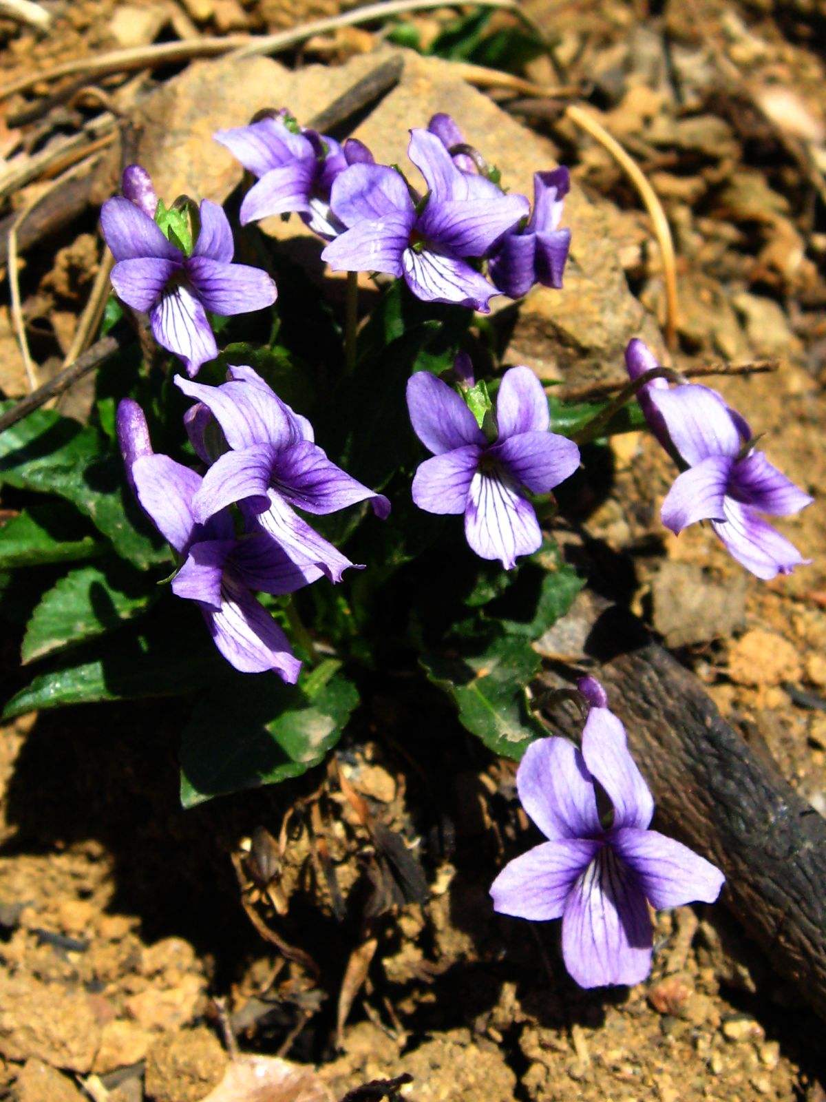  p>早开堇菜(学名: i>viola prionantha /i> bunge)是堇菜科,堇菜属