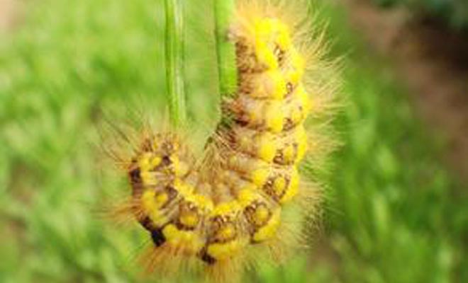 prothesia similes xanthocampa