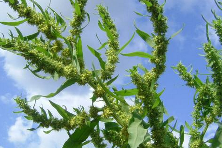  p>长刺酸模(学名:rumex trisetifer)是蓼科酸模属植物,又名海滨酸模