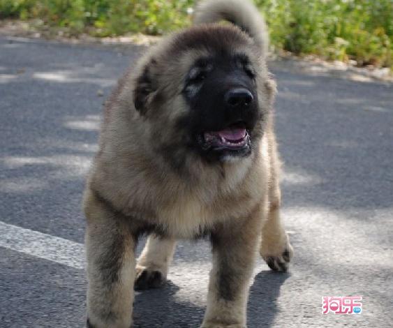  p>高加索牧羊犬(caucasian sheepdog)是一种强有力的运动型犬,护主
