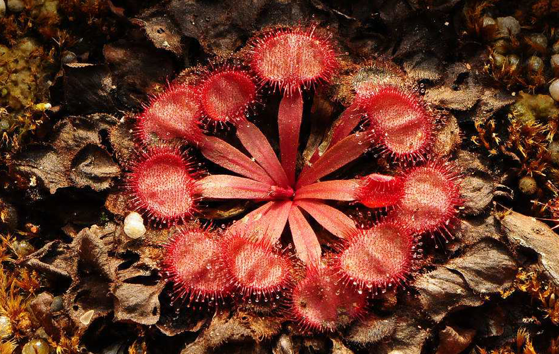 drosera capensis
