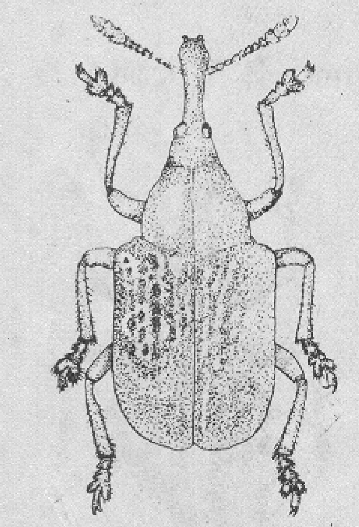 data-lemmaid="1535103">鞘翅目 /a>象虫总科的 1个科