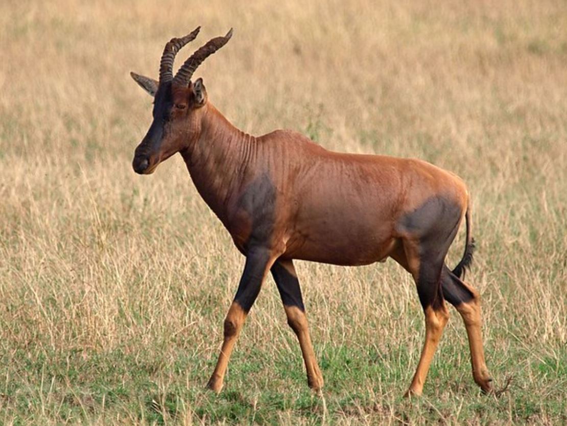  p>转角牛羚(学名: i>damaliscus lunatus /i> ):是哺乳纲,牛科的一种