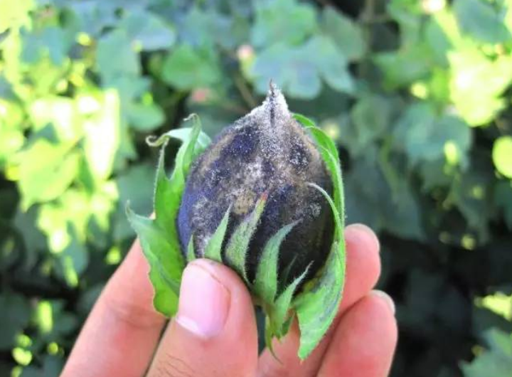 孢 /a>引起的,发生在 a target="_blank" href="/item/棉花/19498"