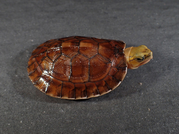  p>百色闭壳龟(学名: i> i>cuora mccordi /i> /i>)是龟科,闭壳龟属