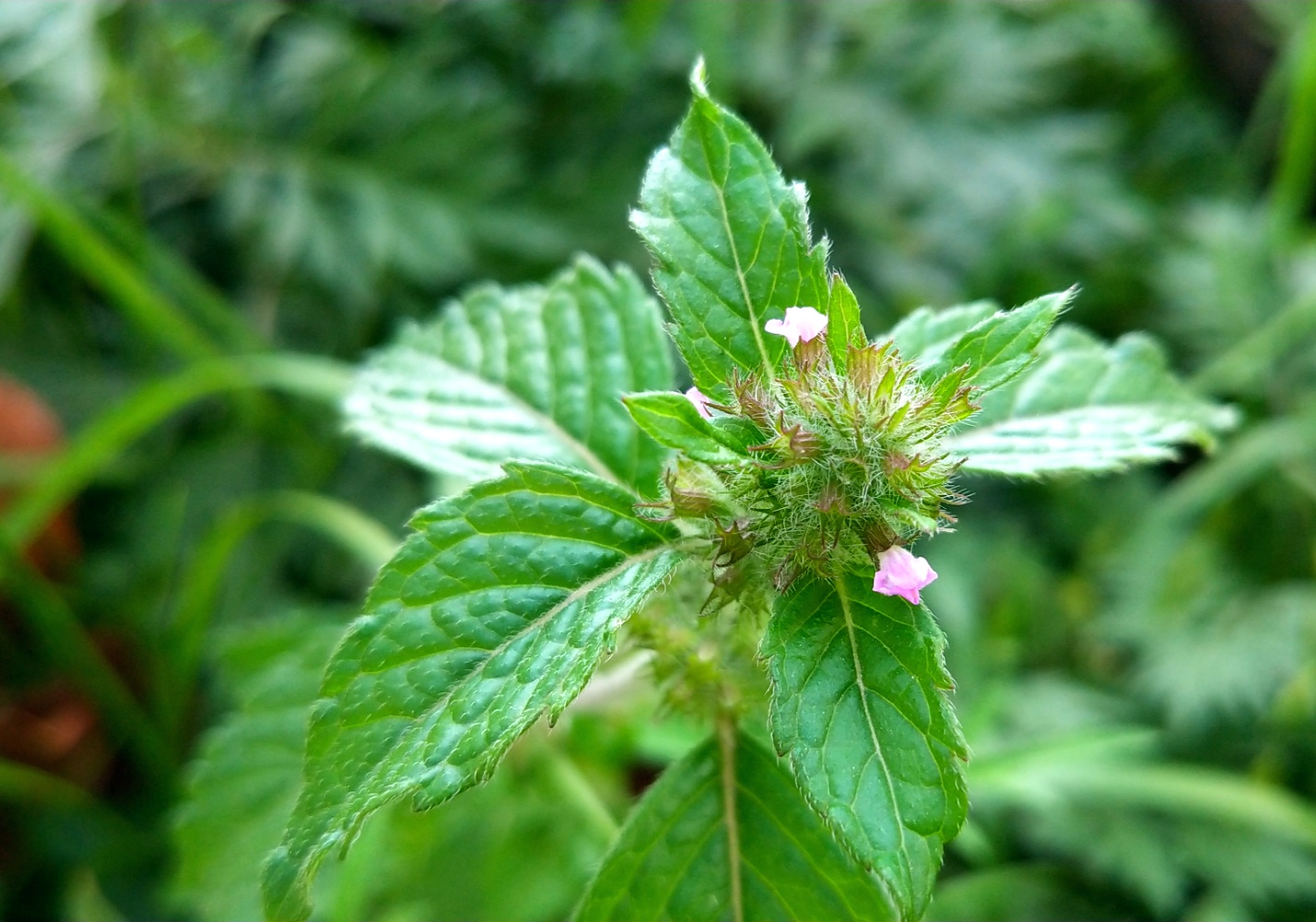 kuntze)是唇形科风轮菜属多年生草本植物,高1米.