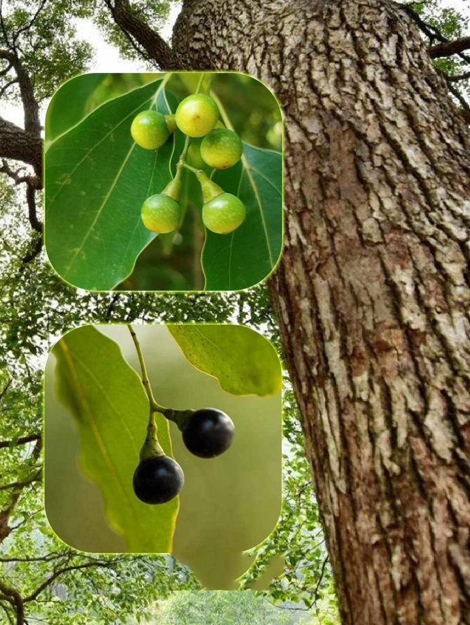 樟树子,又名香樟子,樟木子,大木姜子,是<a