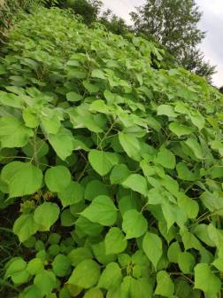 苎麻（荨麻科苎麻属植物）_百度百科