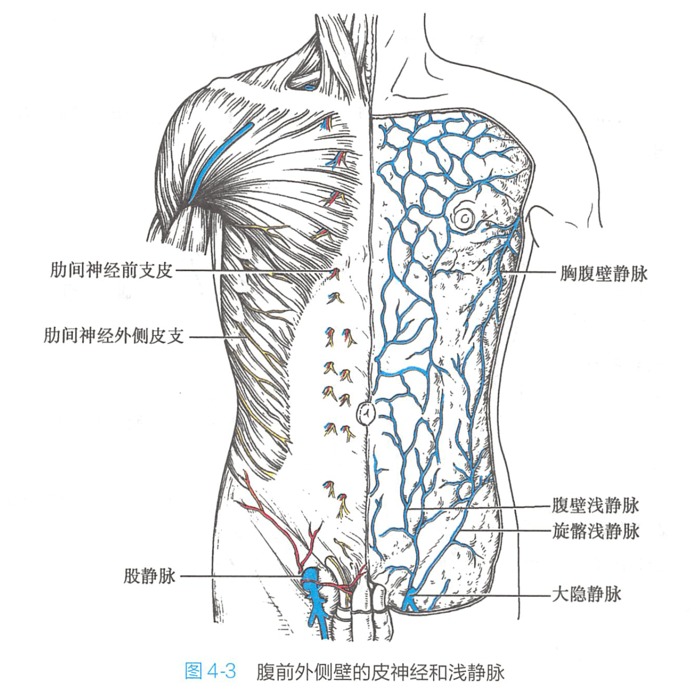 其前,后面均被腹直肌鞘所包裹,腹直肌有3～4个腱划与腹直肌鞘的前层