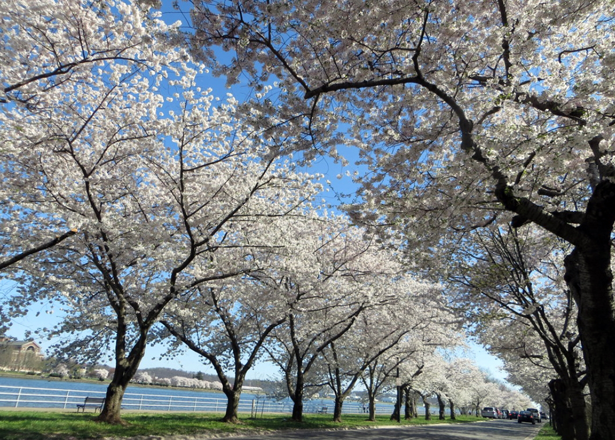 华盛顿樱花园(washington cherry garden):每年春天来临时,美国首都<a
